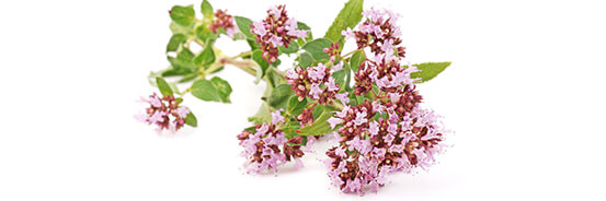 L'huile essentielle d'Origan d'Espagne